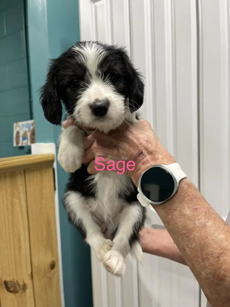 Sage