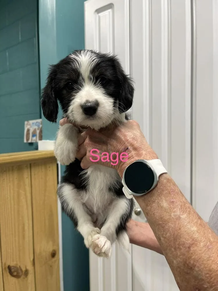 Sage thumbnail 2