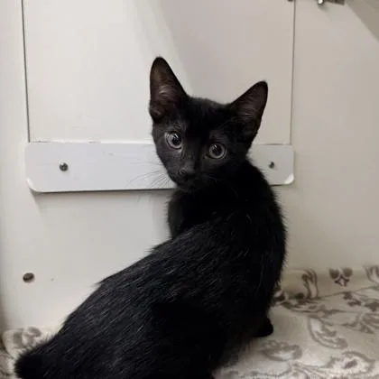 A baby small-sized male Domestic Short Hair cat named Goma for adoption in Honolulu, HI