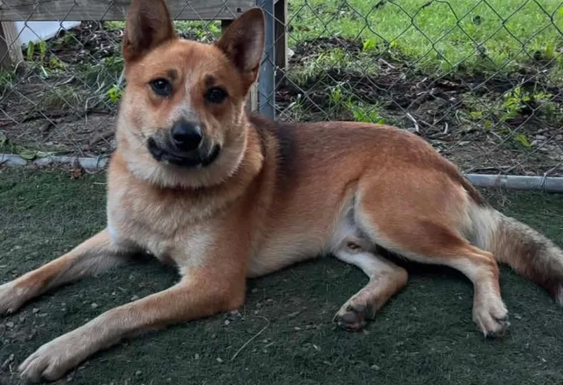 A young medium-sized male Australian Cattle Dog / Blue Heeler dog named Sampson for adoption in Claremore, OK
