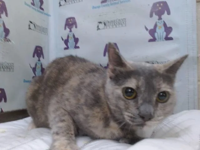 An adult small-sized female Domestic Short Hair cat named Gizmo for adoption in Orlando, FL