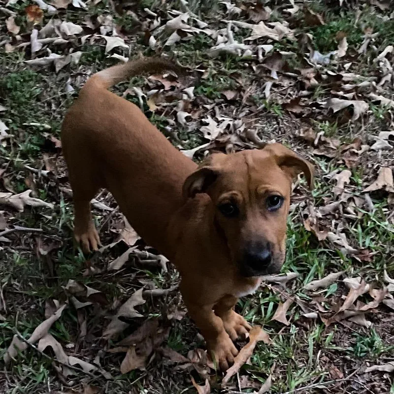 A baby medium-sized male Basset Hound dog named Bruno for adoption in Fayetteville, GA