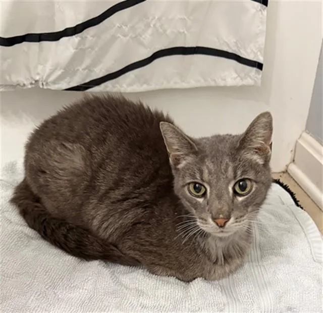 An adult medium-sized female Domestic Short Hair cat named Eve for adoption in Louisville, KY