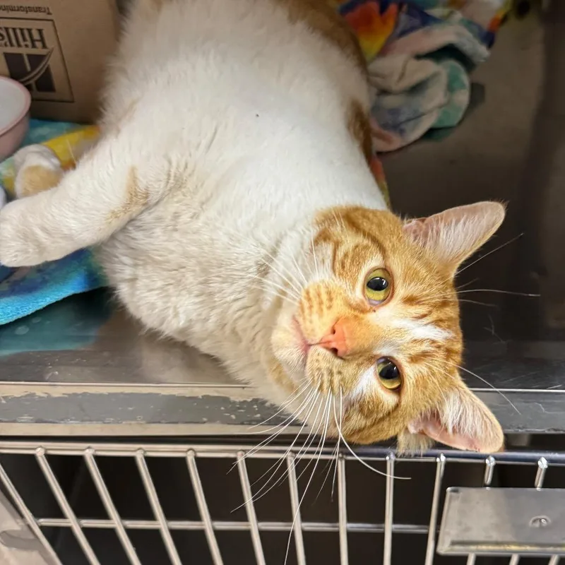 An adult large-sized male Orange / Red Domestic Short Hair cat named Colby Jack for adoption in West Olive, MI