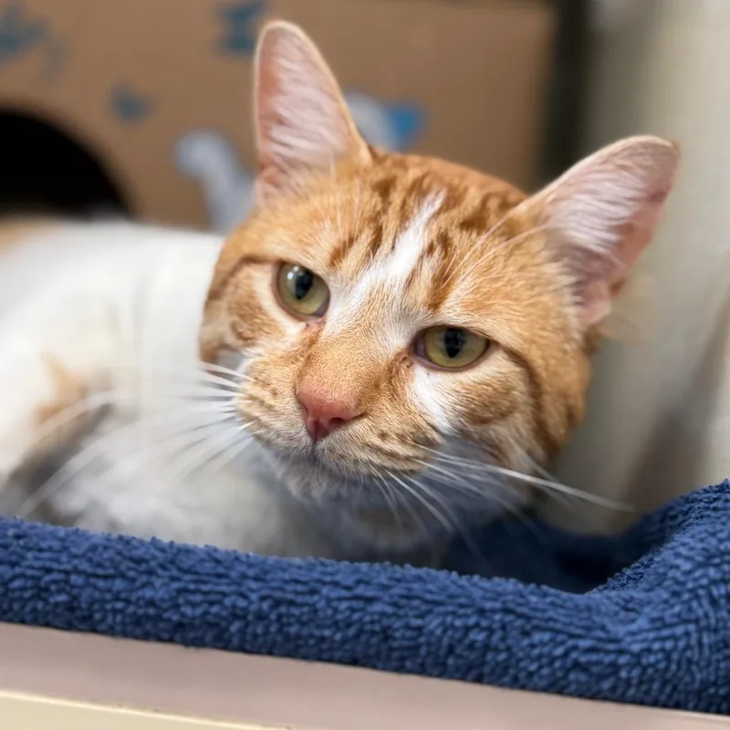 Colby Jack thumbnail 2