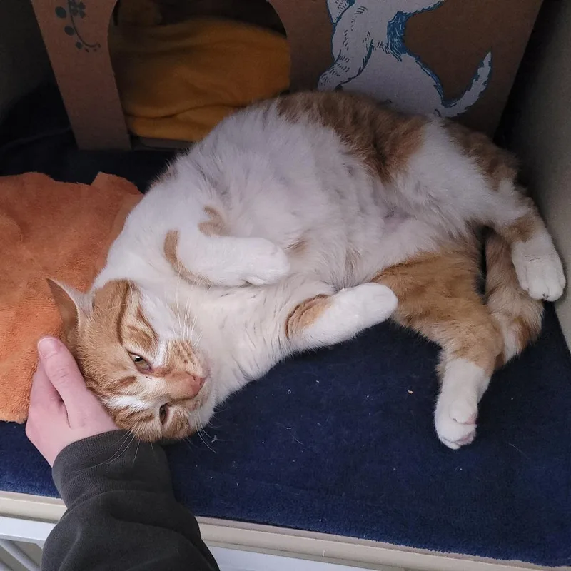 Colby Jack thumbnail 3