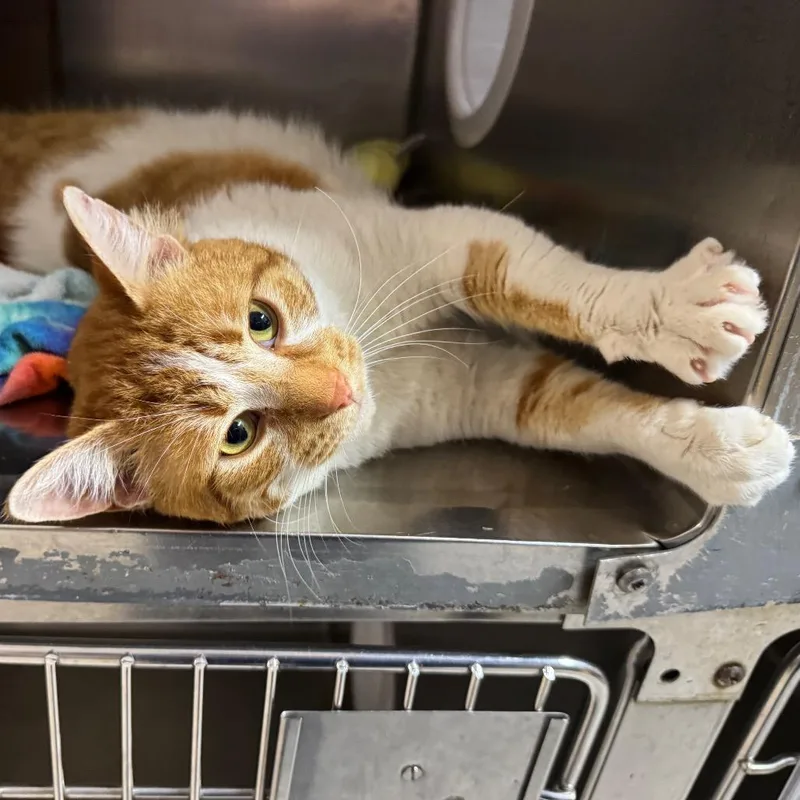 Colby Jack thumbnail 4