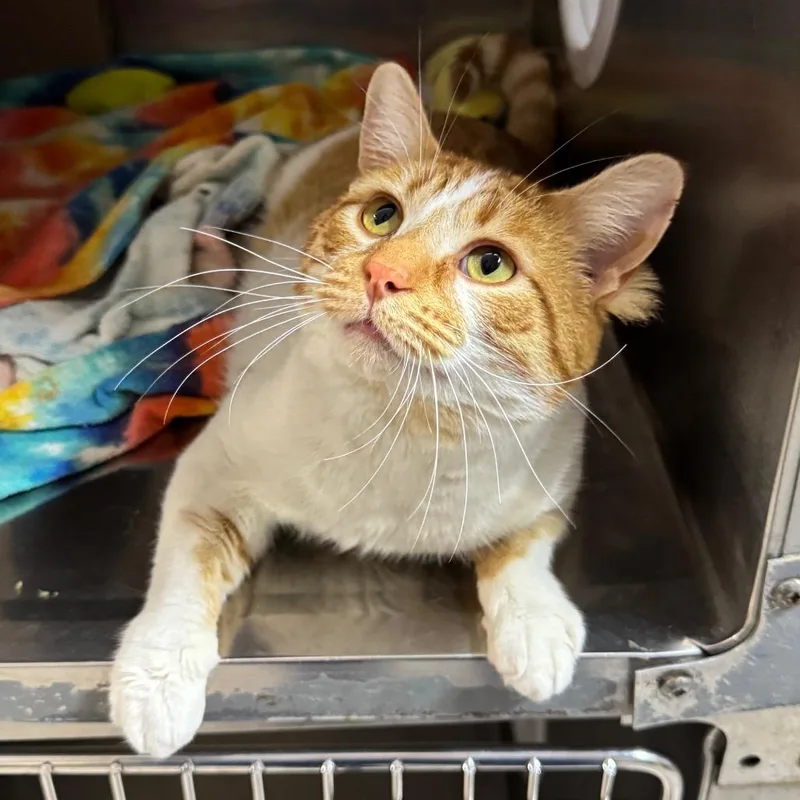 Colby Jack thumbnail 5