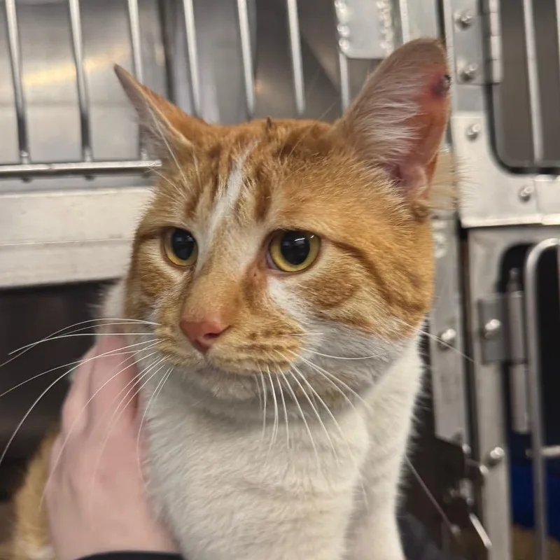 Colby Jack thumbnail 6