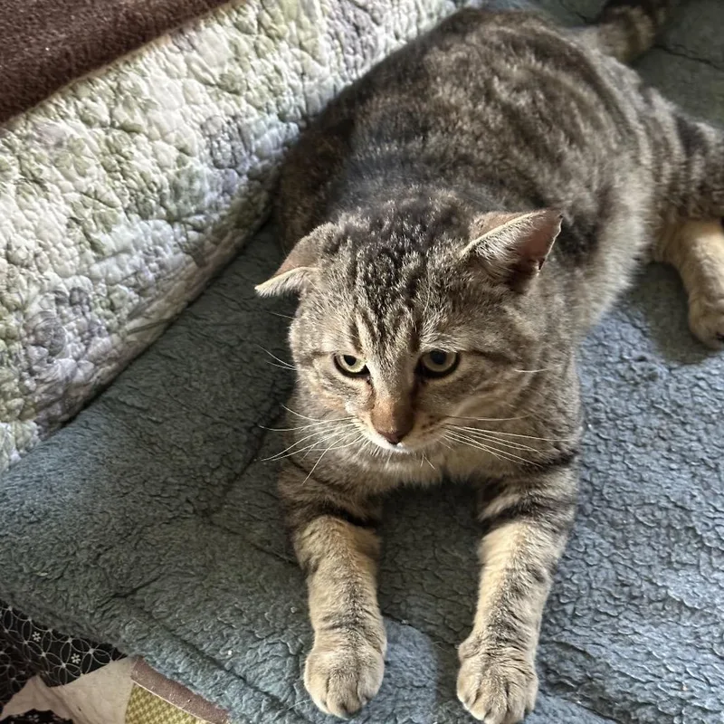 An adult large-sized male Brown / Chocolate Domestic Short Hair cat named Smokey Joe for adoption in Greensboro, NC
