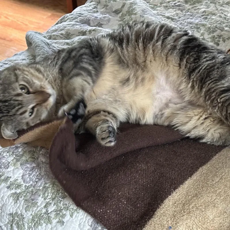 Smokey Joe thumbnail 2