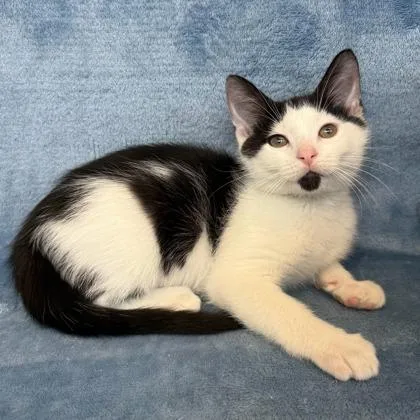 A baby small-sized male Domestic Short Hair cat named Karl for adoption in Janesville, WI