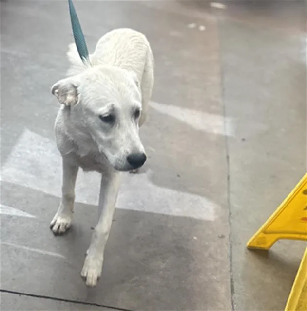 A young medium-sized female Mixed Breed dog named Princess for adoption in Dallas, TX