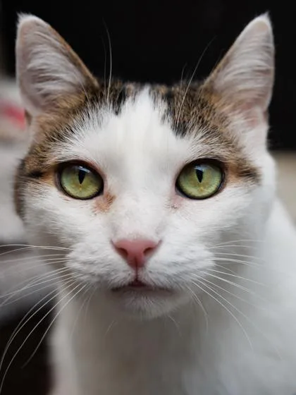 An adult small-sized male Domestic Short Hair cat named Jet for adoption in Scotia, NY