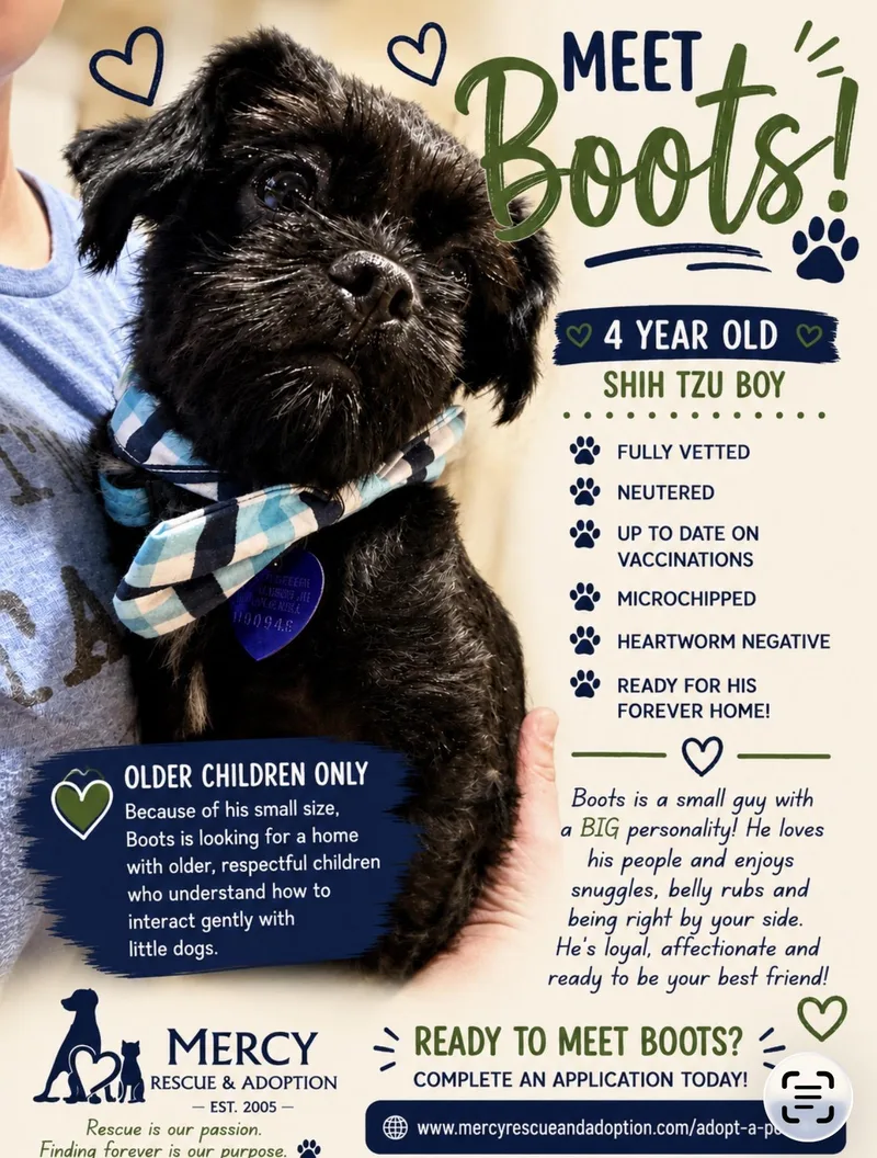 An adult small-sized male Black Shih Tzu dog named Boots Toots Boogie for adoption in North Vernon, IN