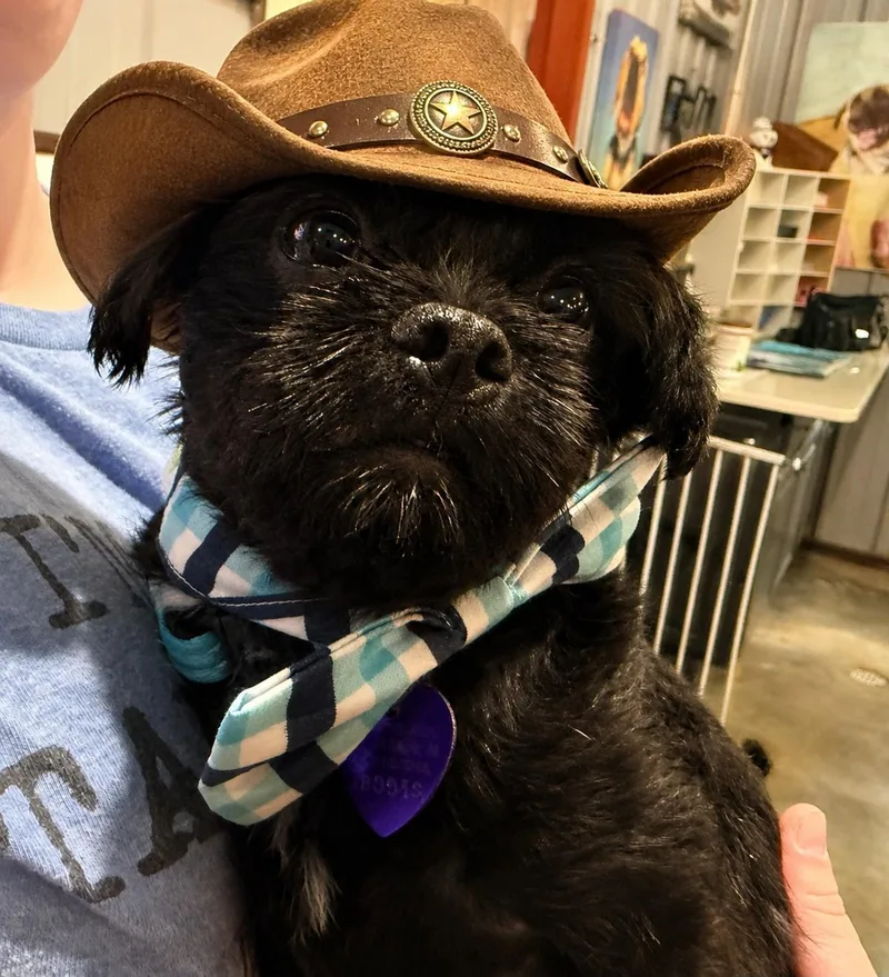 Boots Toots Boogie thumbnail 2