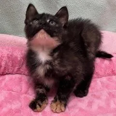 A baby medium-sized female Tortoiseshell cat named Chai Latte for adoption in Green Valley, AZ