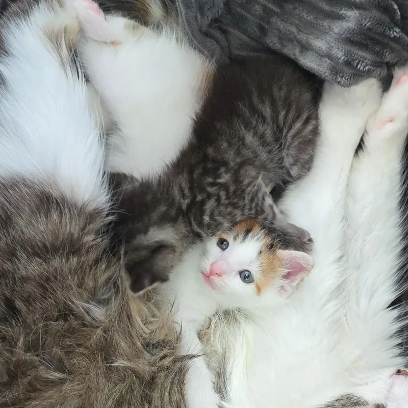 A baby small-sized female Gray / Blue / Silver Domestic Short Hair cat named Rod for adoption in Chapel Hill, NC