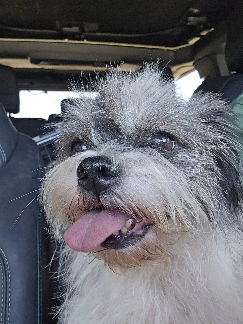 An adult small-sized female Shih Tzu dog named Abigail for adoption in San Antonio, TX