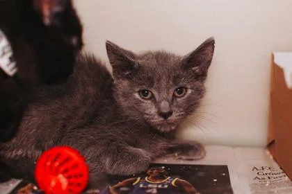 A baby small-sized male Domestic Short Hair cat named a SummerPetSmart West Ashley for adoption in North Charleston, SC