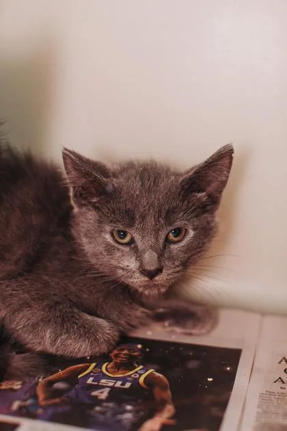 a SummerPetSmart West Ashley thumbnail 2