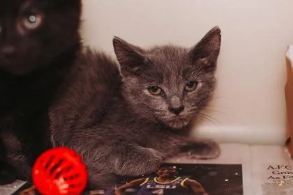 a SummerPetSmart West Ashley thumbnail 3