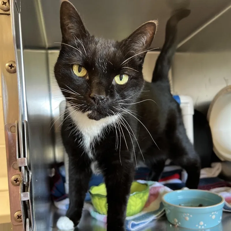 A senior medium-sized male Black Domestic Short Hair cat named Tux for adoption in Delaware, OH