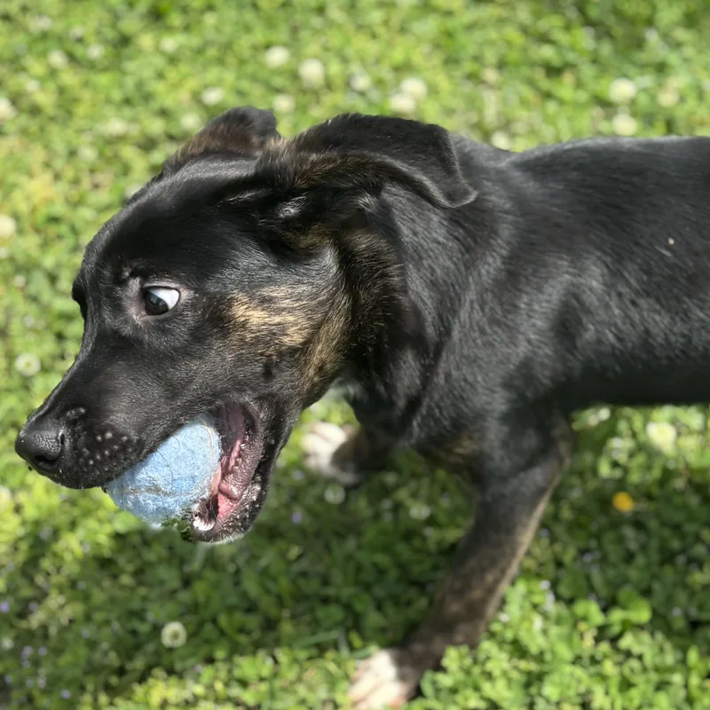 Sandwich thumbnail 2