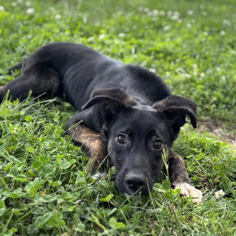 Sandwich thumbnail 4