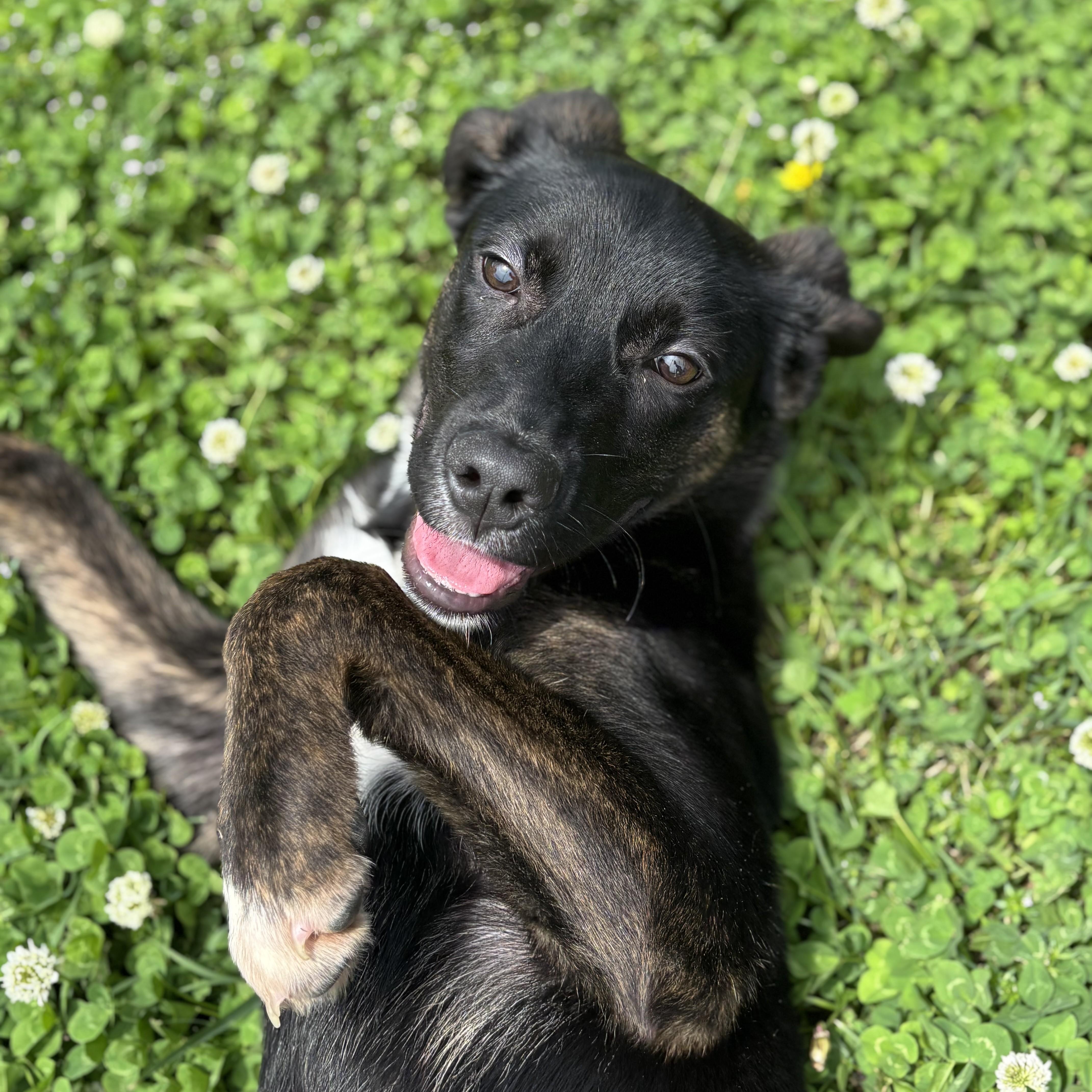 Sandwich thumbnail 5