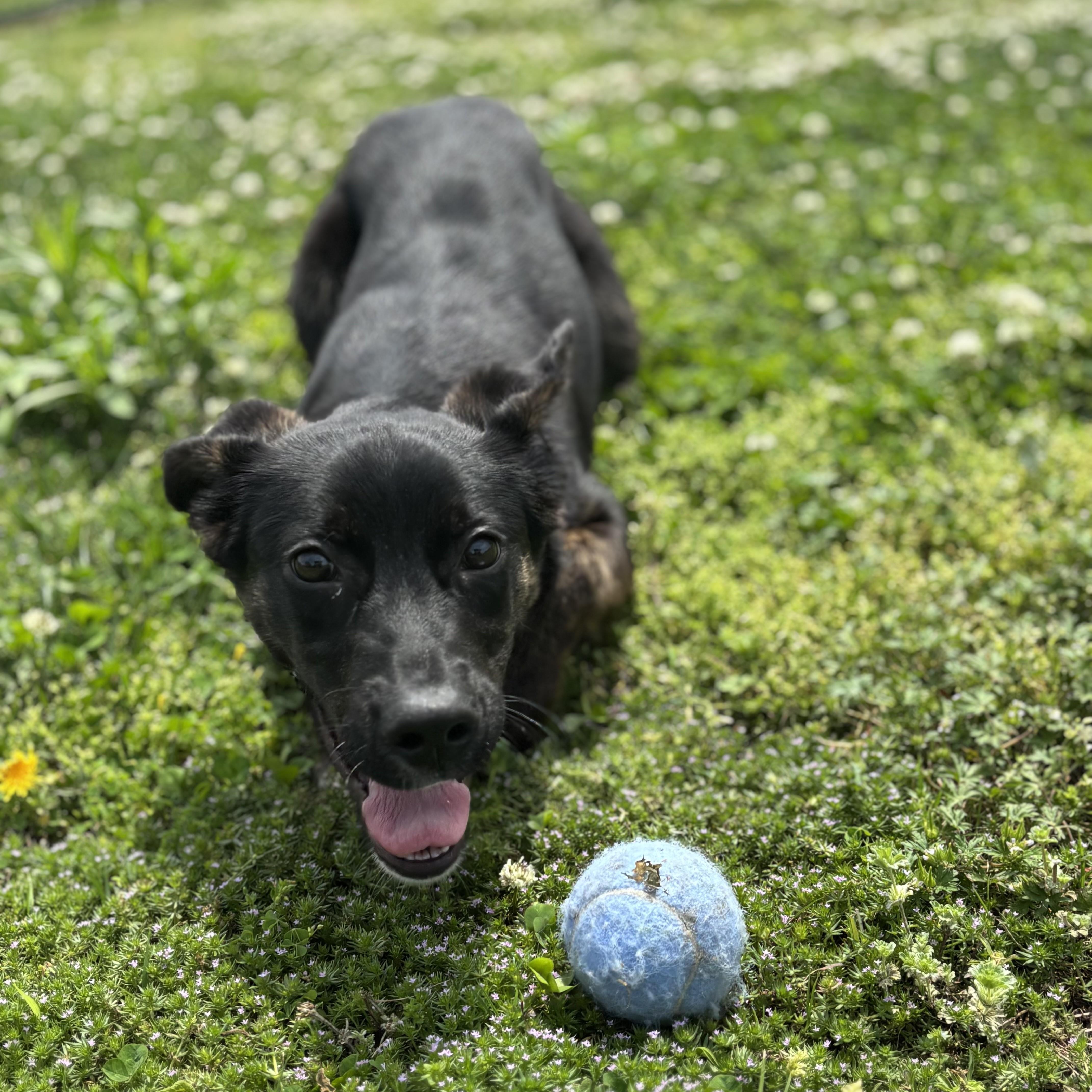 Sandwich thumbnail 6