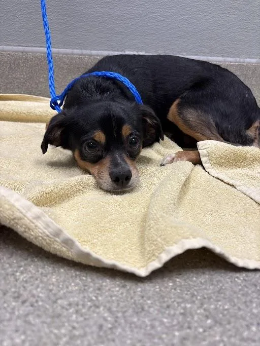 An adult small-sized male Chihuahua dog named Ben for adoption in Las Vegas, NV