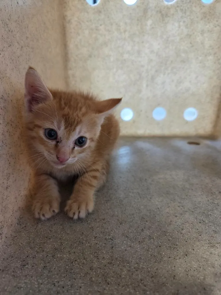 A baby small-sized male Domestic Short Hair cat named Steveo for adoption in Bossier City, LA