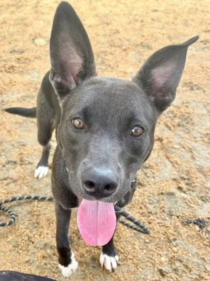 An adult medium-sized female Black Mixed Breed dog named Lexi for adoption in Georgetown, TX