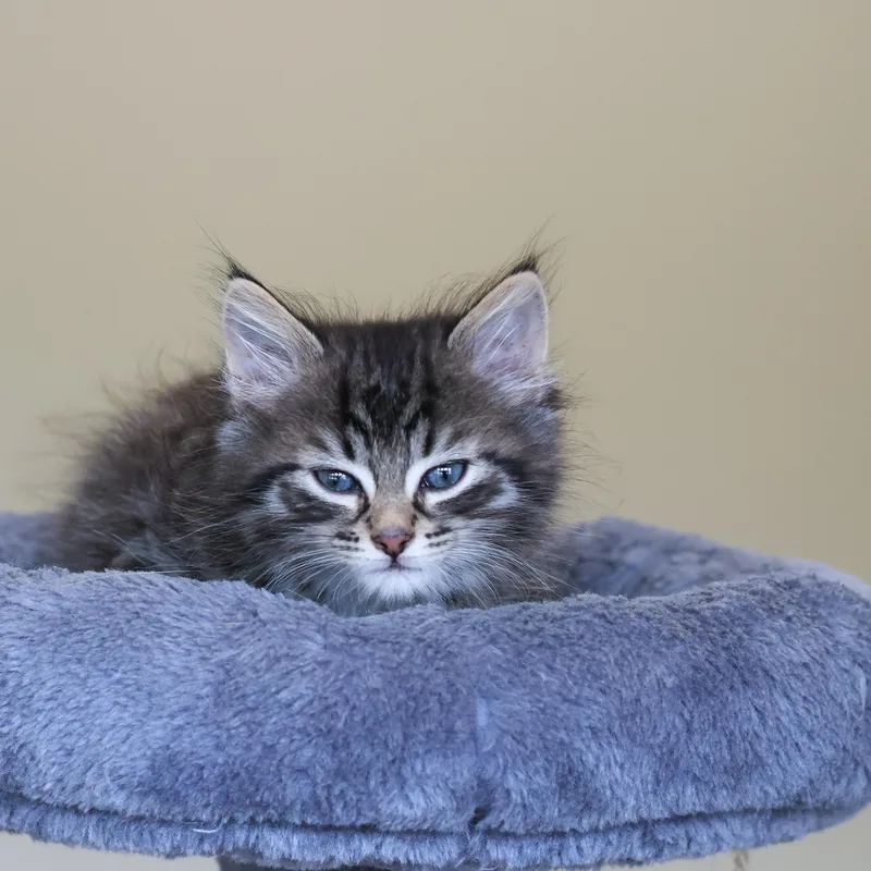 A baby medium-sized female Domestic Short Hair cat named Pinecone for adoption in St. Ignace, MI
