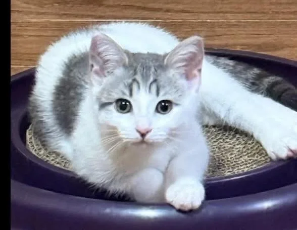 A baby medium-sized female Domestic Short Hair cat named Ricotta for adoption in Beacon, NY