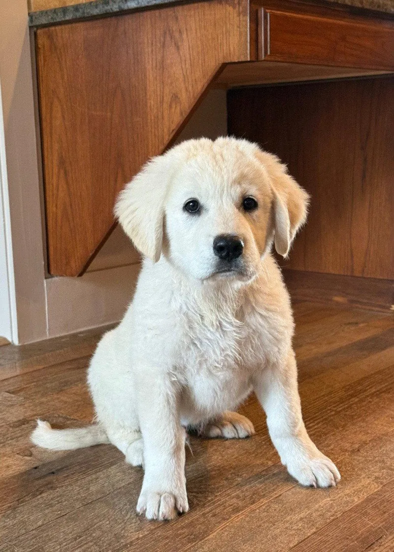 A baby extra large-sized male Great Pyrenees dog named Boss for adoption in Houston, TX