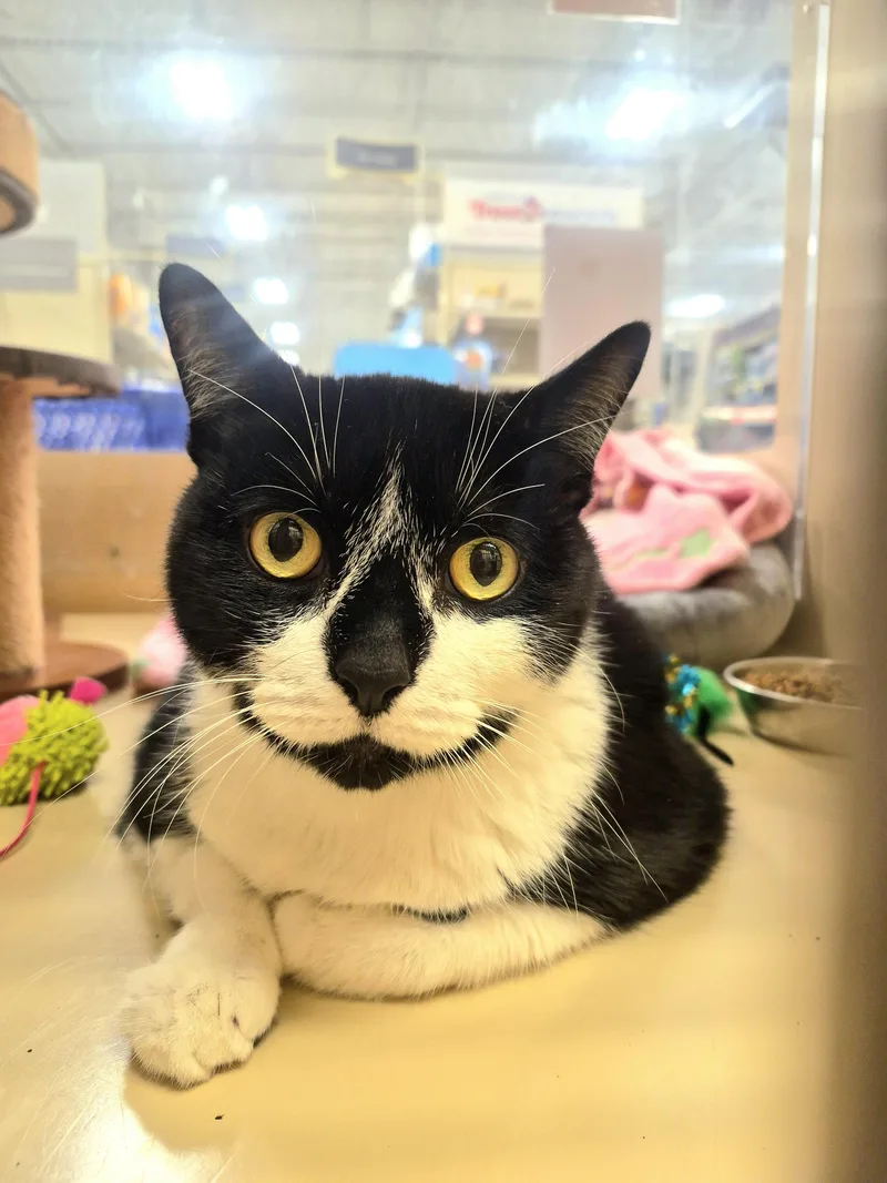 A senior large-sized male Black & White / Tuxedo Domestic Short Hair cat named Fin . for adoption in Bourne, MA