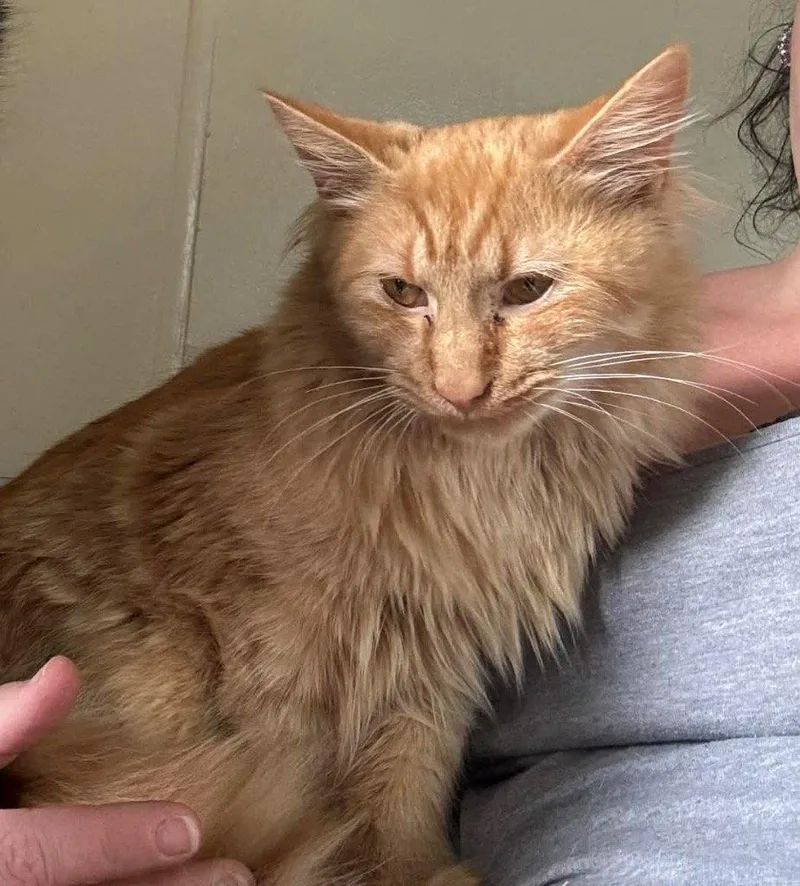 A young medium-sized male Domestic Long Hair cat named Cinder for adoption in Cromwell, KY
