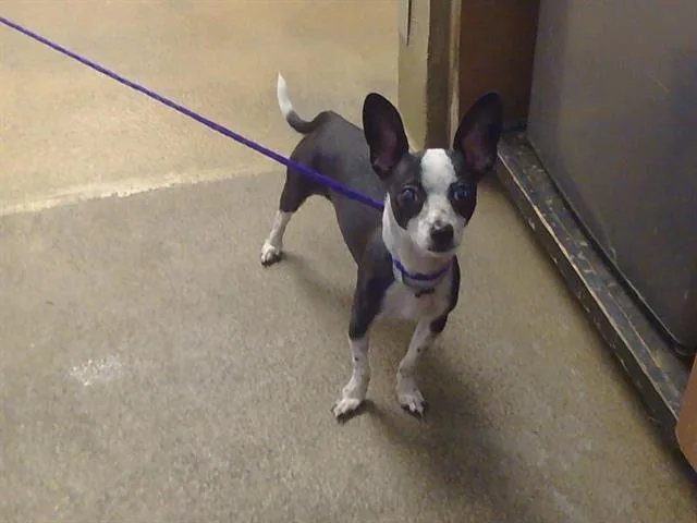 A young small-sized male Chihuahua dog named A for adoption in Sacramento, CA