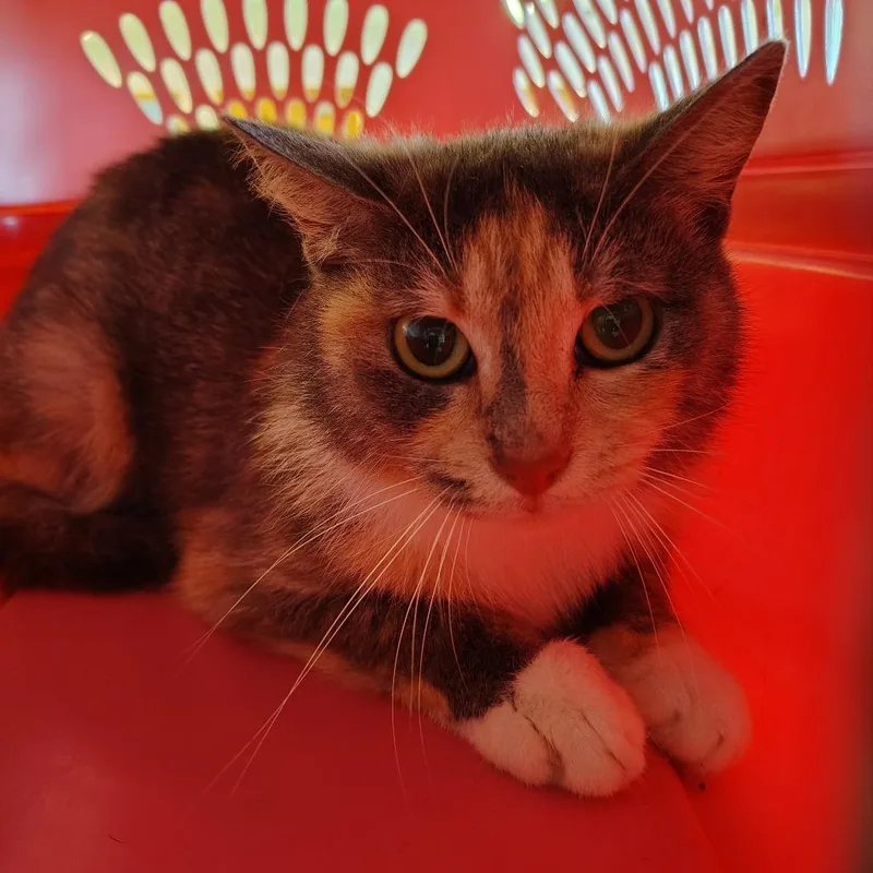 An adult medium-sized female Calico Domestic Short Hair cat named Goldberry for adoption in Indiana, PA