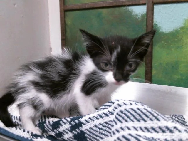 A baby small-sized female Domestic Short Hair cat named Lucy for adoption in Houston, TX