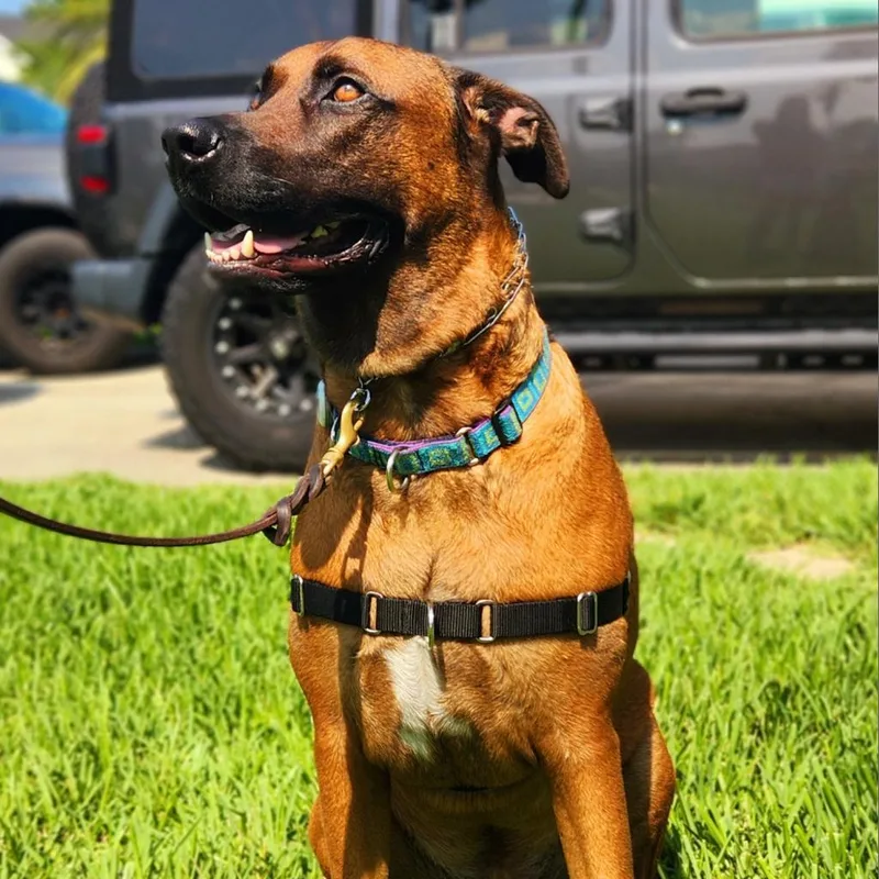 An adult extra large-sized male Great Dane dog named Oswald for adoption in Jacksonville, FL