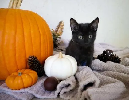 A baby small-sized female Domestic Short Hair cat named Rachel for adoption in Cumming, GA