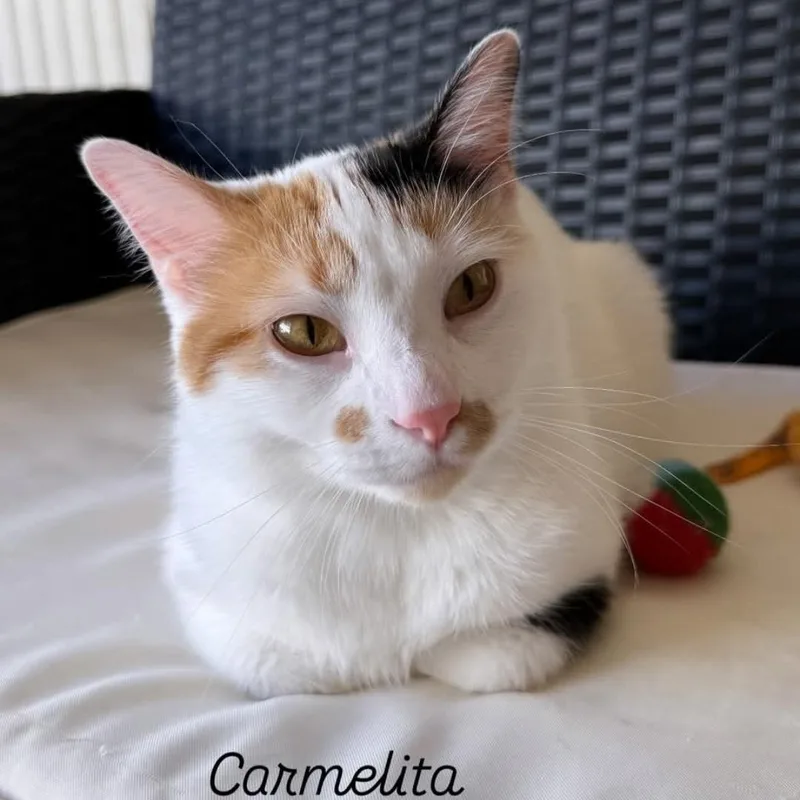 Carmelita thumbnail 5