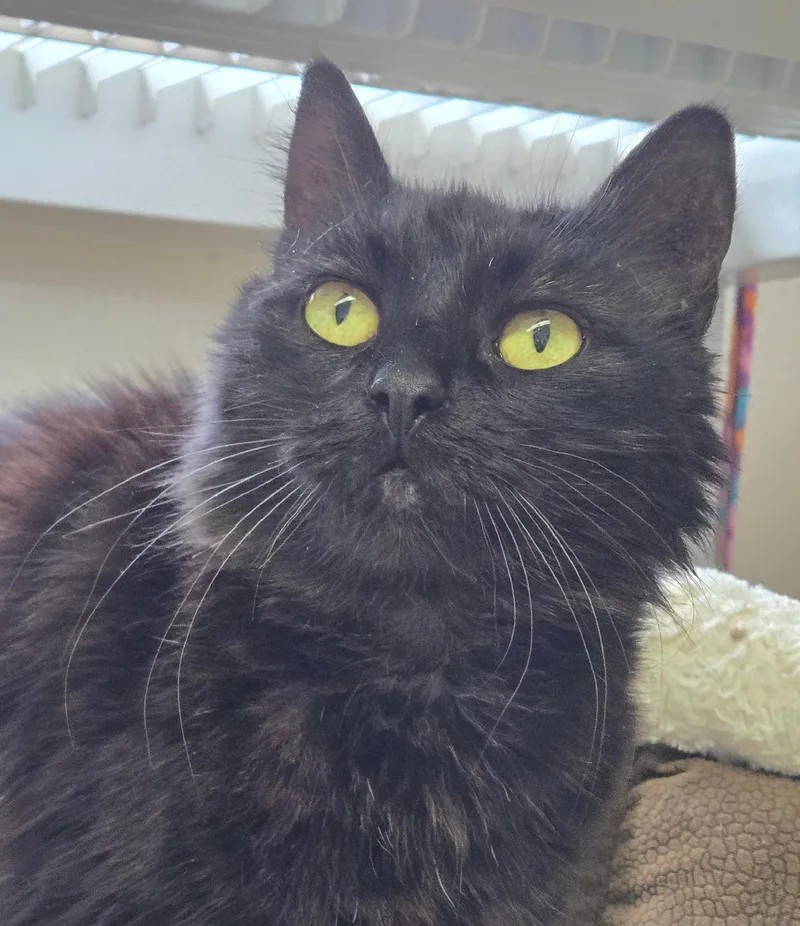 An adult medium-sized female Black Domestic Medium Hair cat named Vista for adoption in Long Beach, WA
