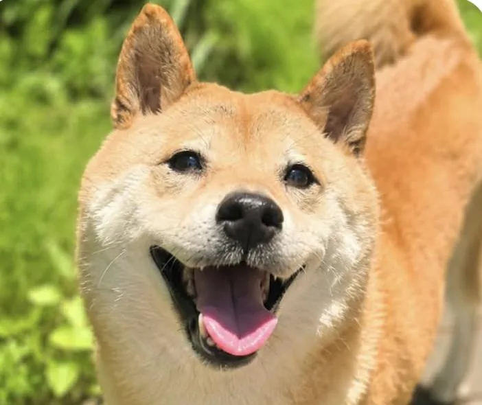 Mochi