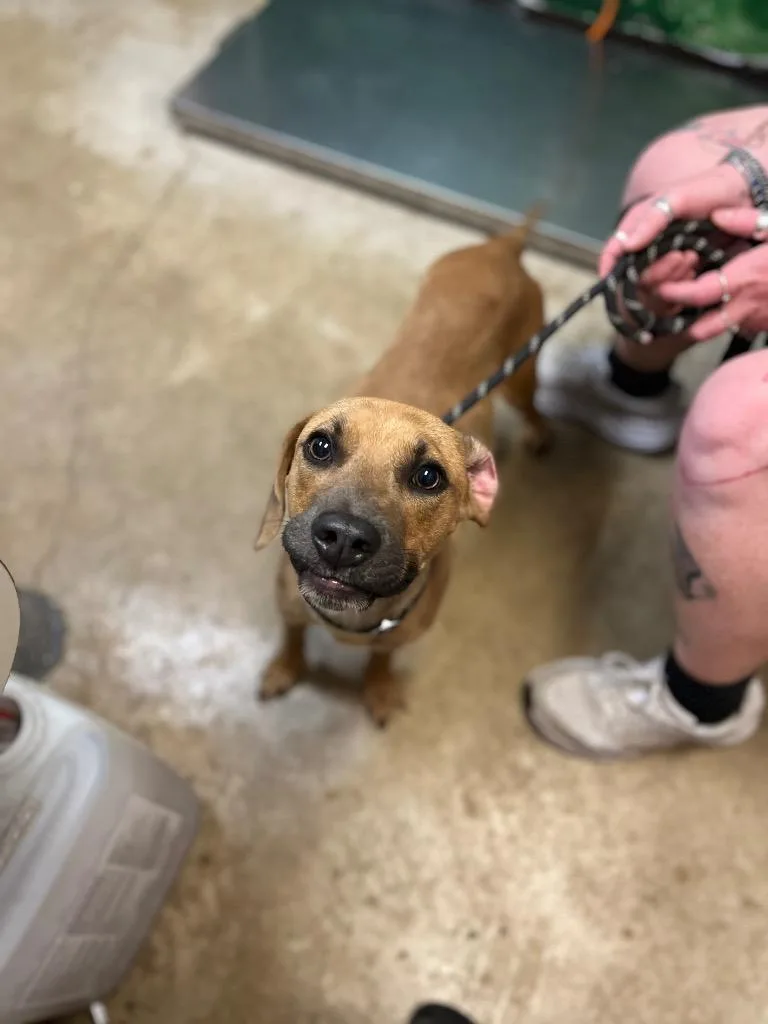 A young medium-sized male Black Mouth Cur dog named Dad for adoption in New Braunfels, TX
