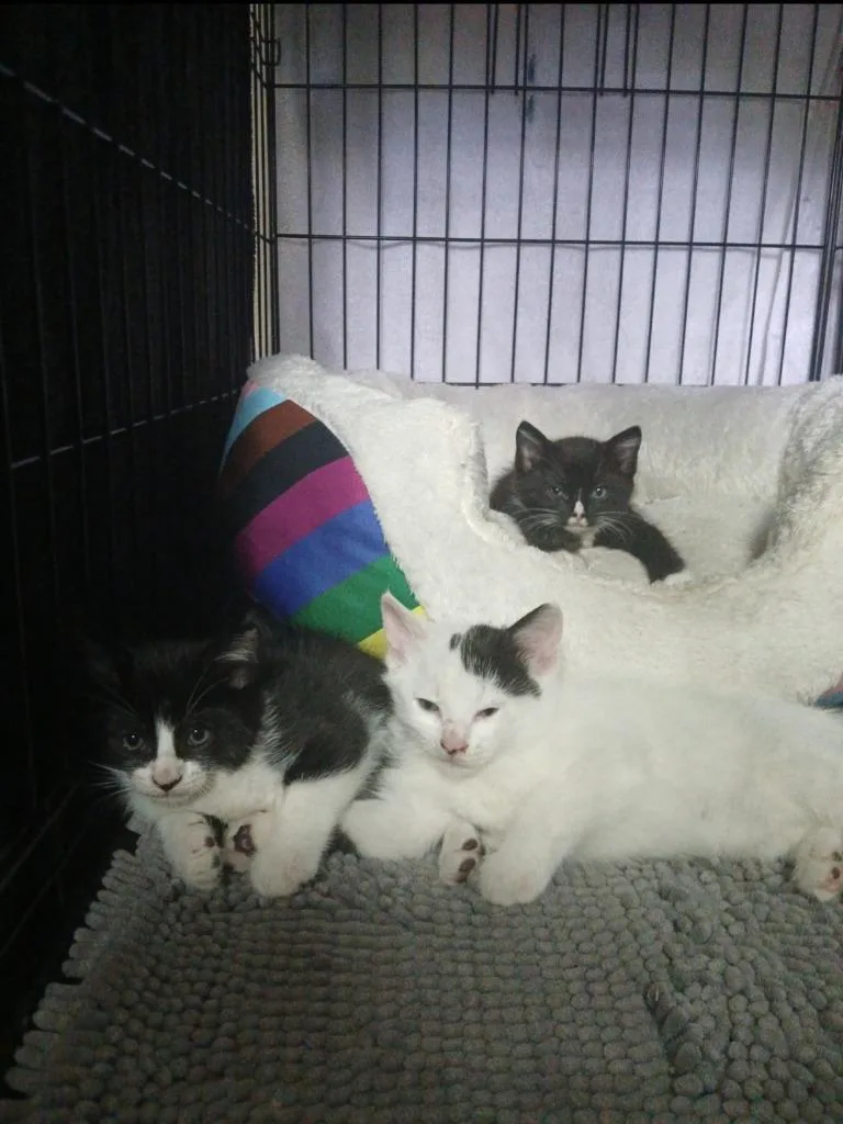 A baby medium-sized female Domestic Short Hair cat named Bootsy for adoption in San Antonio, TX