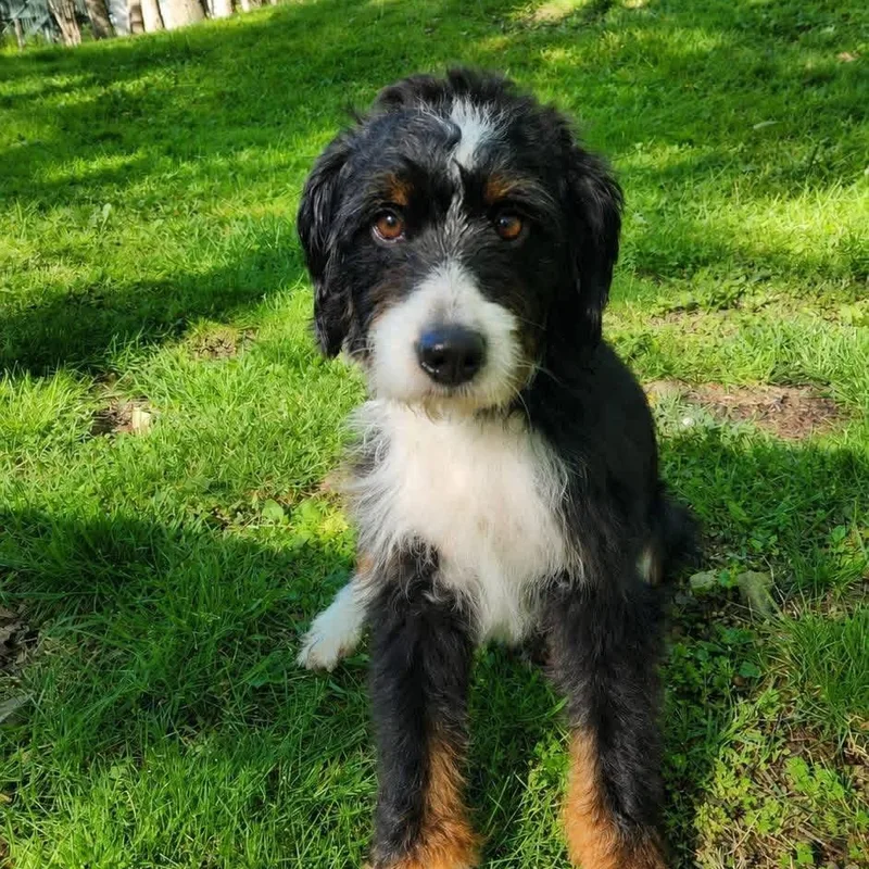 An adult medium-sized female Bernedoodle dog named Greta for adoption in Schnecksville, PA